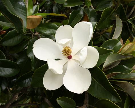 广玉兰|Magnolia grandiflora L., 广玉兰 (World flora)